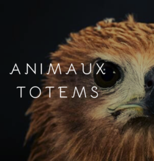 animal_totem_aigle_omikao animal-totem-Omikao